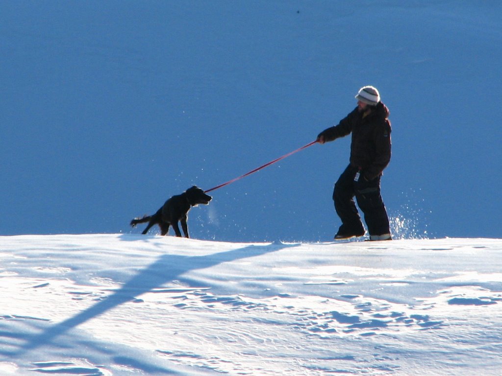 Dog In Snow-Colgate Lake by davehermon