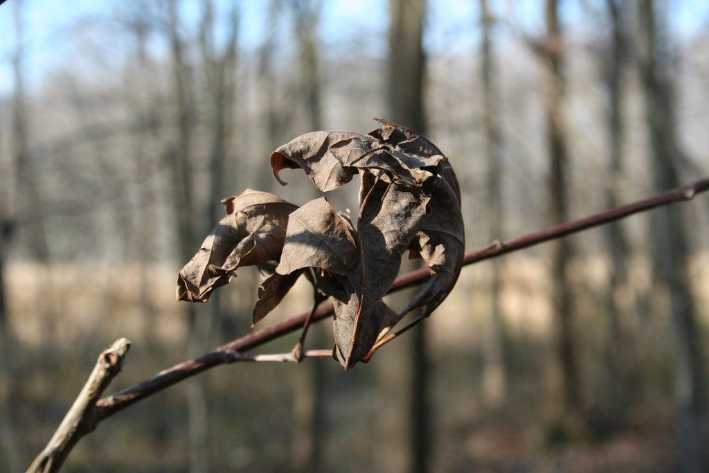 Huntley Meadows Park VA by Steven Rappolee