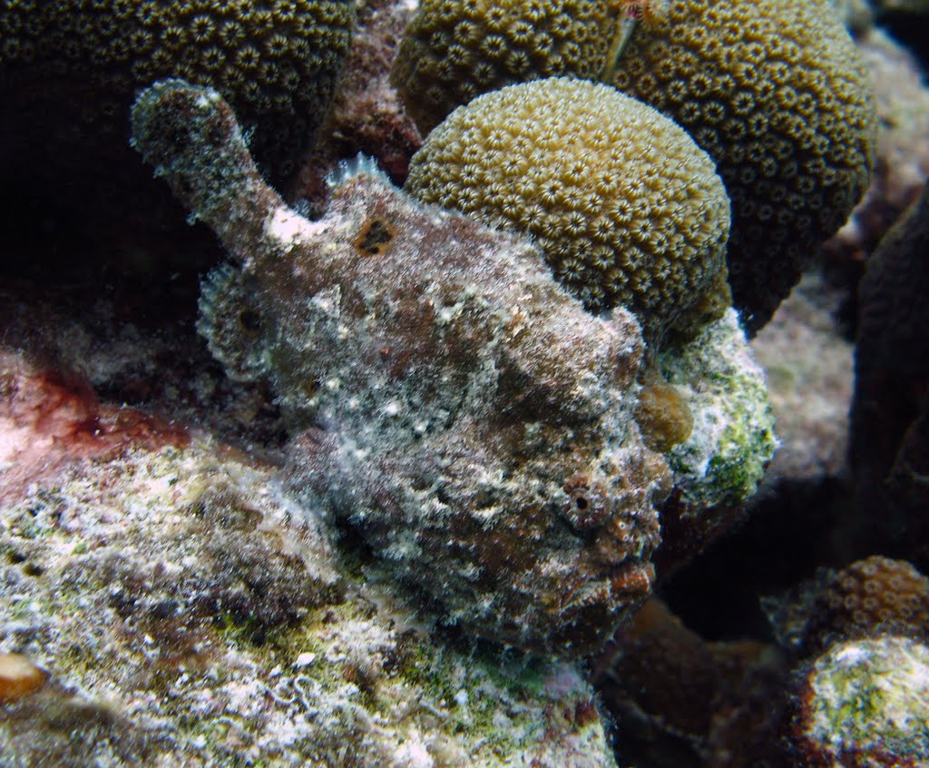 Frogfish by Matthew Goldkopf