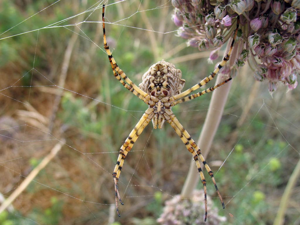 Island Spider by Neven Cukrov