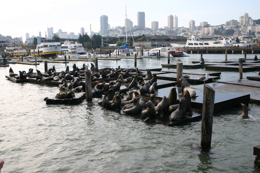 Sea Lions at the pier! by Jon McDermid