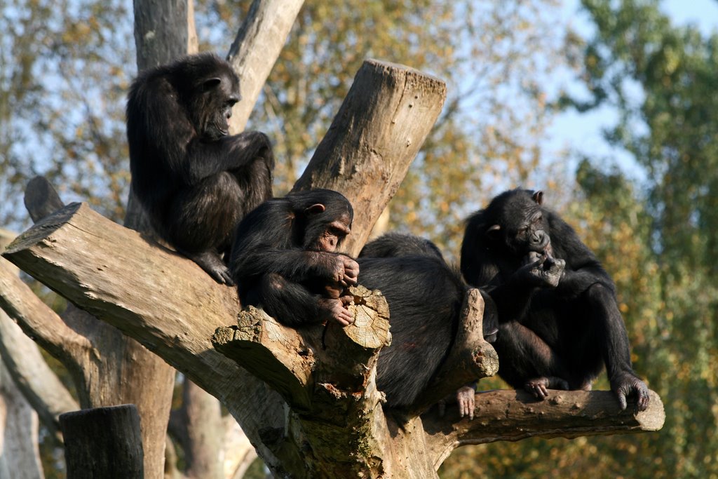 Odense Zoo by Frank Baumann