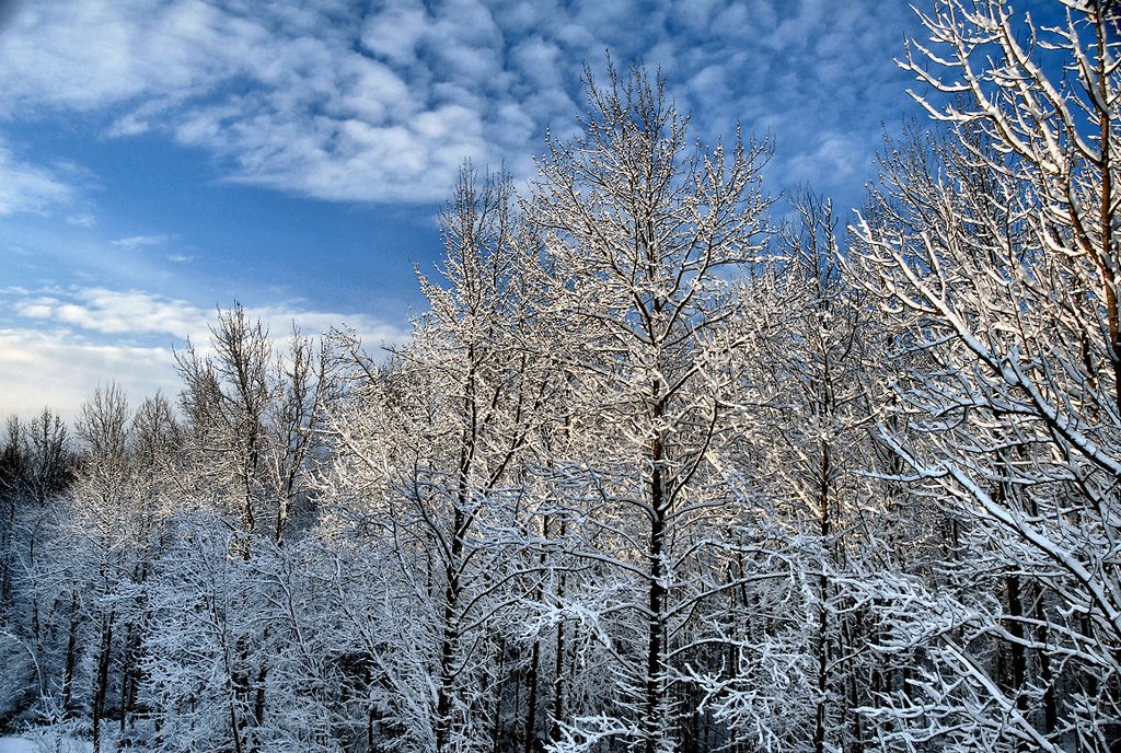 Blue Sky On A Winter Morning by Hank Waxman