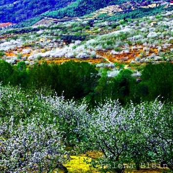 Valle del Jerte by helena Blein