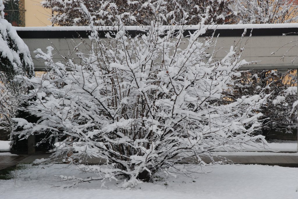 Albero di neve by Vincenzo  -bs-