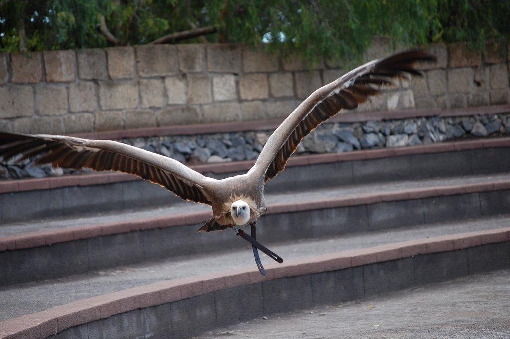 Grib fra Jungle Park Tenerife by Jacob Q. A. K