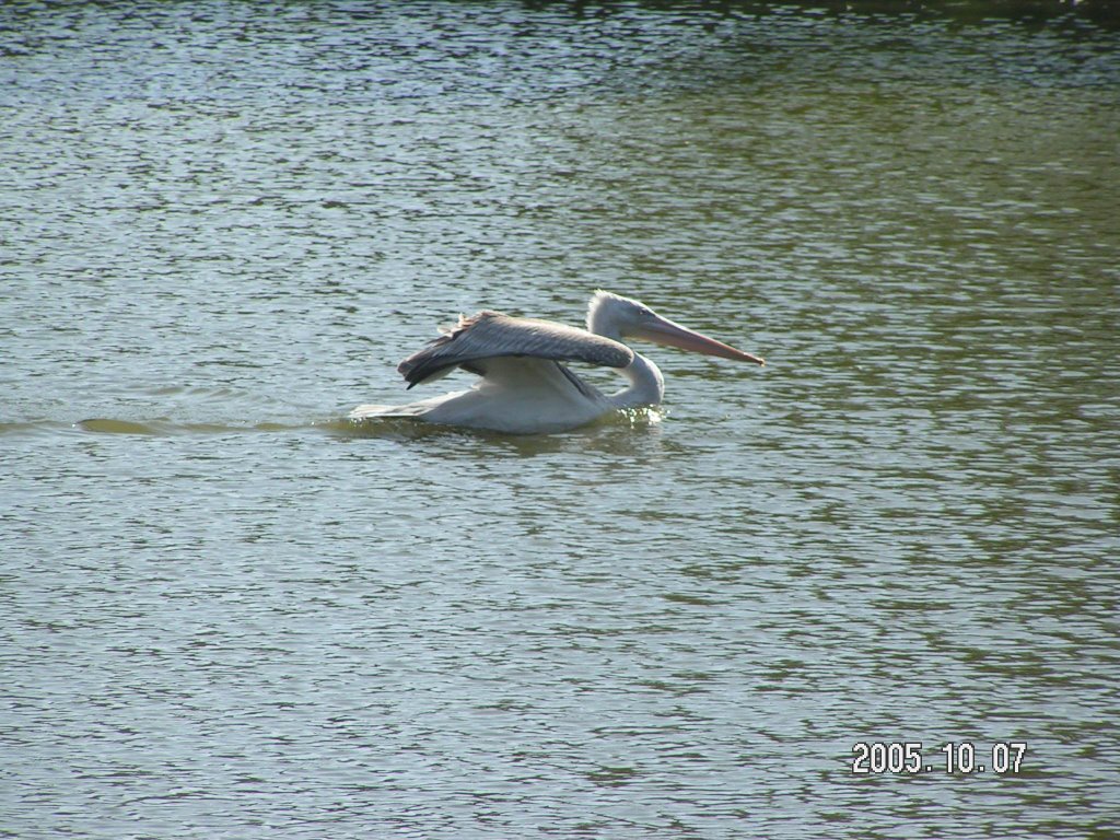 Bird in the water park by mag