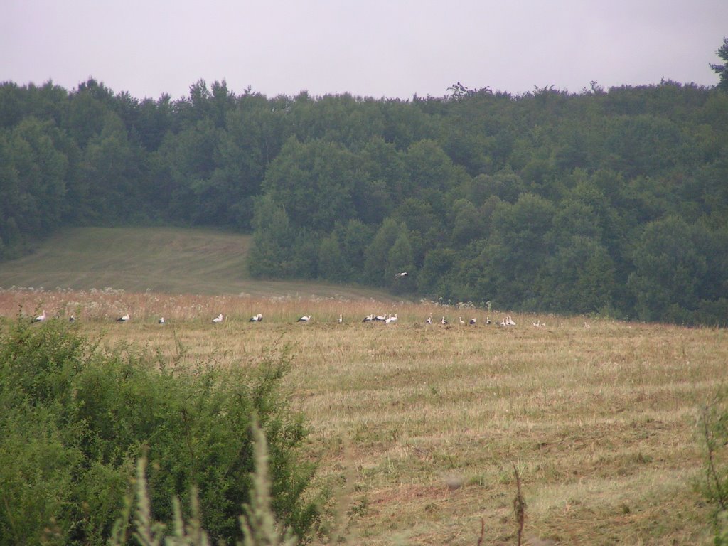 White storks are in group by jan kocak