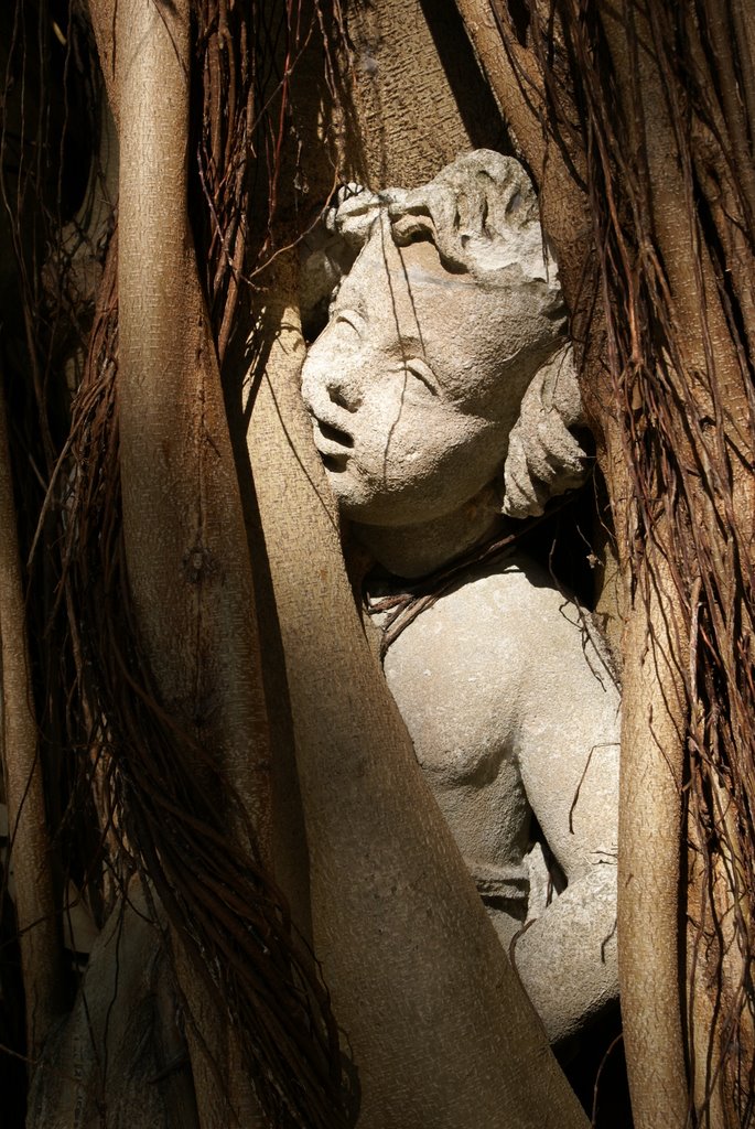 Statue being overgrown by banyan tree, Ca d'Zan Mansion, Sarasota, FL by holley3618