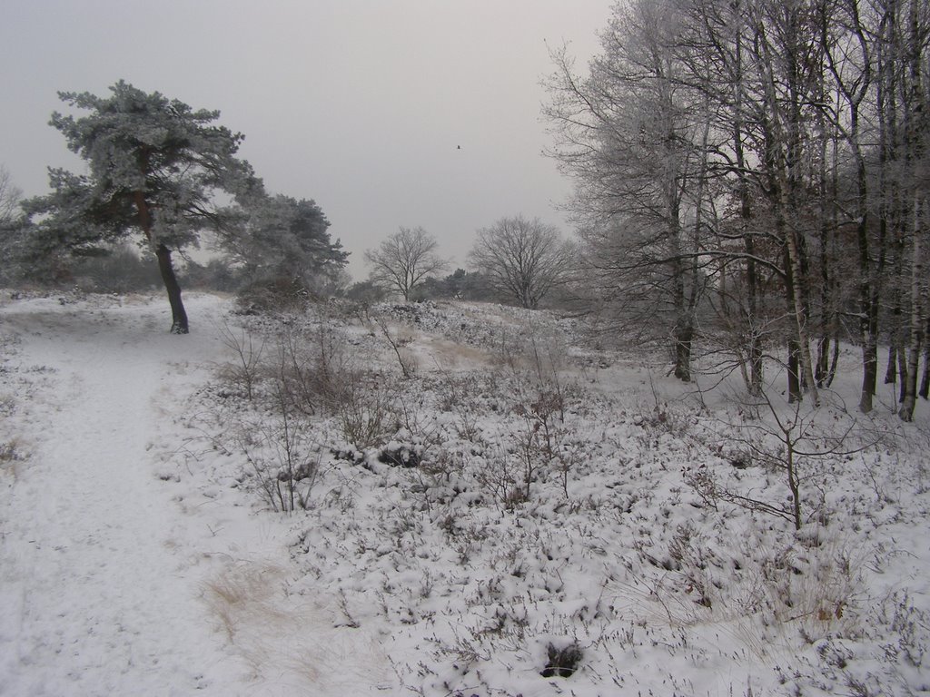 Pinus Silvestris against the forest by Tombstone 65