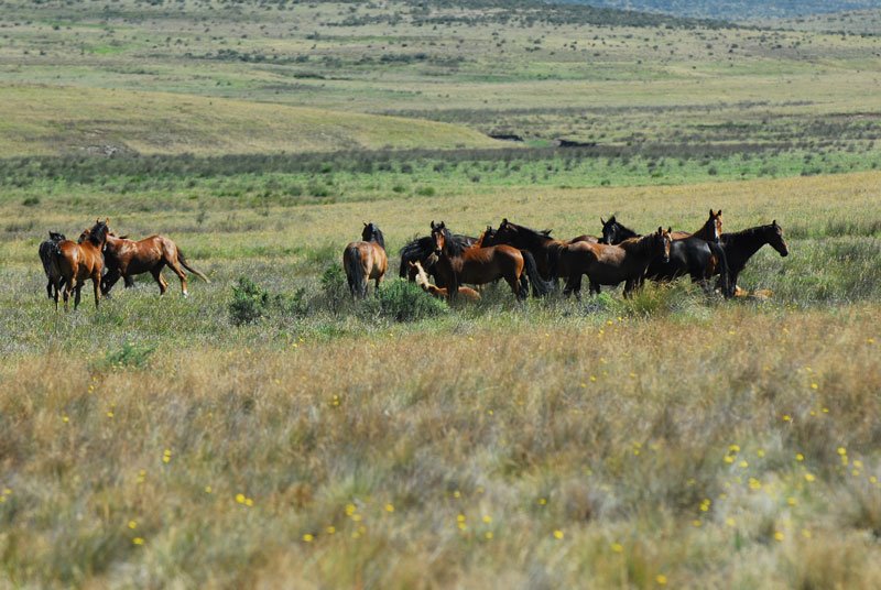 Wild Brumbies, Currango Plain, KNP by Leov1970