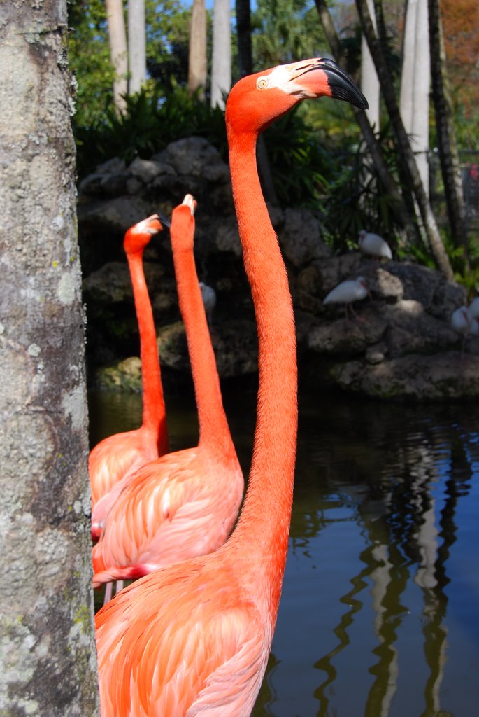 Flamingo Gardens* by LauraP