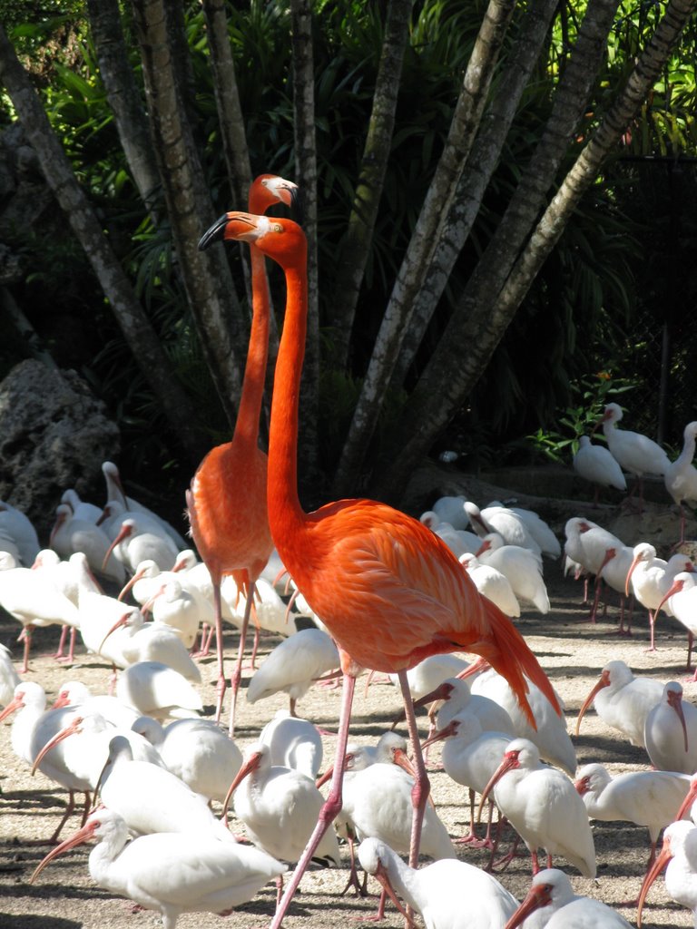 Flamingo Gardens* by LauraP