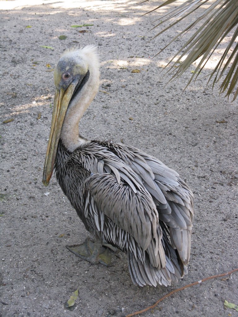 Flamingo Gardens* by LauraP