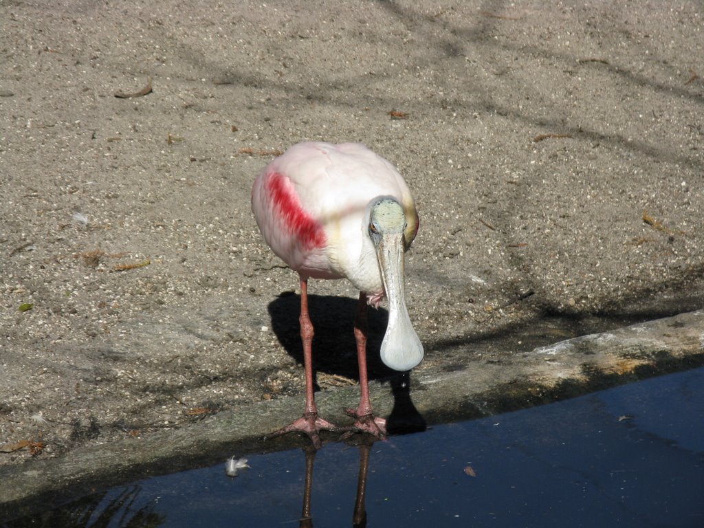 Flamingo Gardens* by LauraP