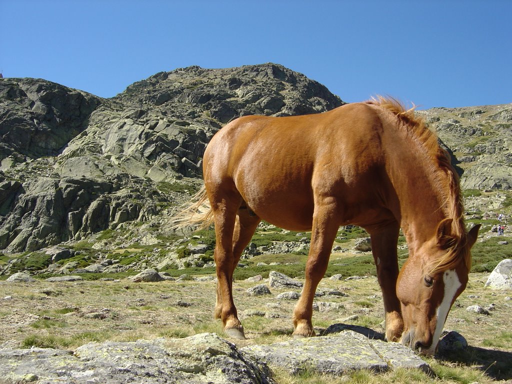 Peñalara,España 2004 by Almaviva