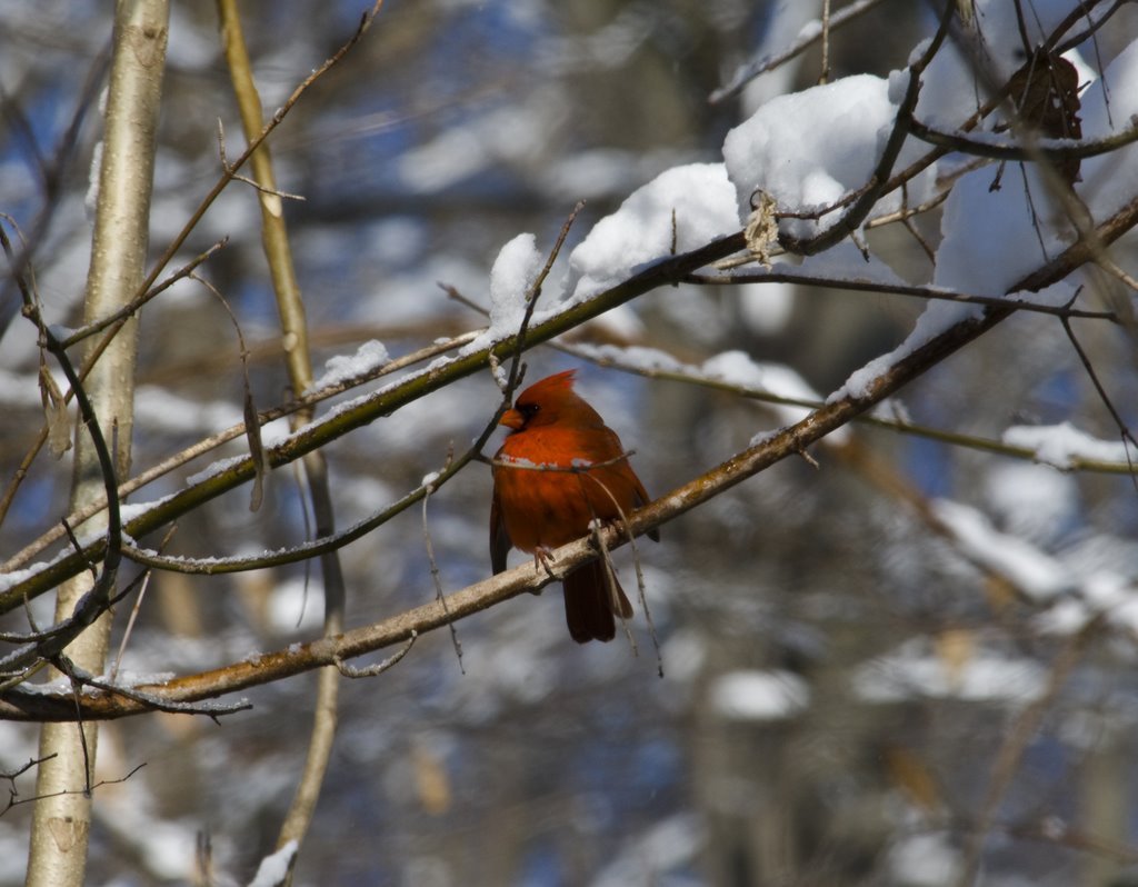 Winter Cardinal by josephglassart