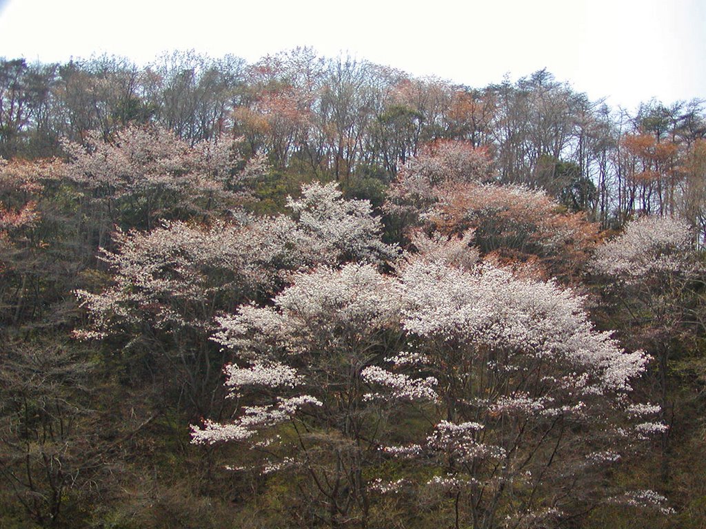 Mito Forest Park 水戸市森林公園 by taki_morimoto