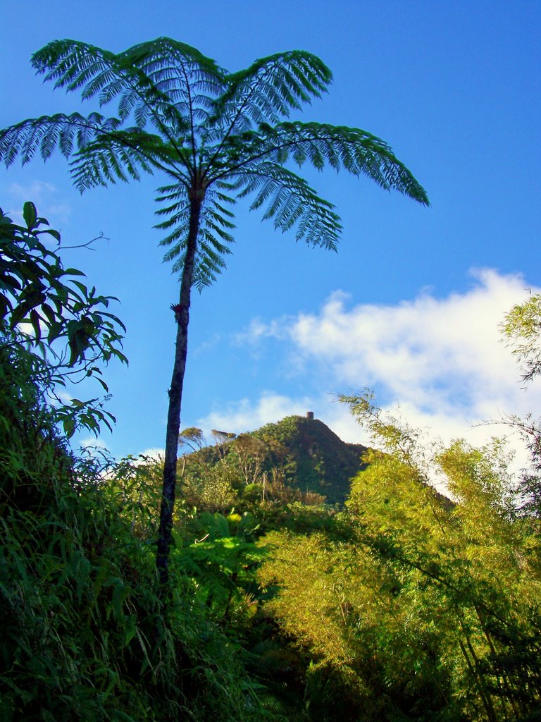 El Yunque National Forest, Puerto Rico 2FEB09 by rhl130