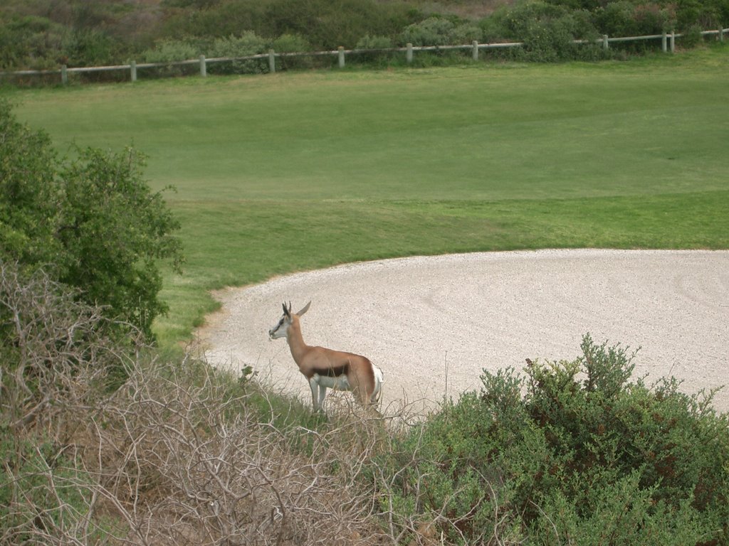 Golfplatz Pearl Valley by Ingrid Fink