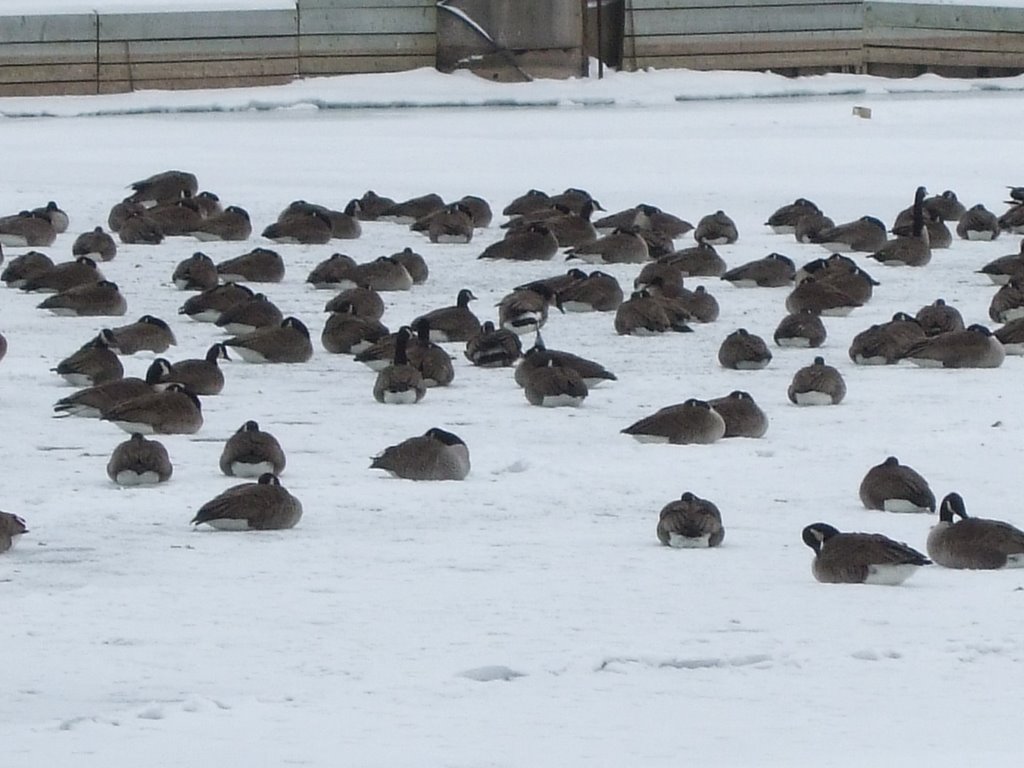 Canada Geese on Frozen Oakville Harbor by cyntone