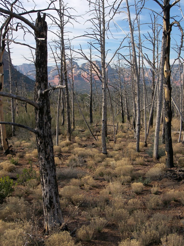 Brins Mesa Trail by Deborah Lee Soltesz