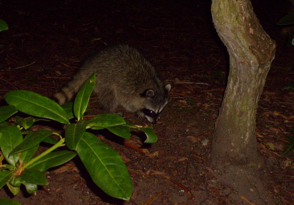 Vancouver: Raccoon by elmambo