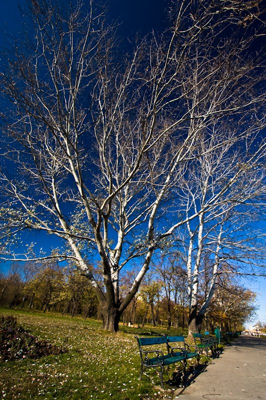 Copaci si banci, toamna in parcul tineretului by stratoreaper