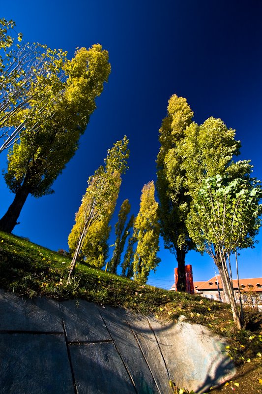 Copaci colorati, Parcul Tineretului by stratoreaper