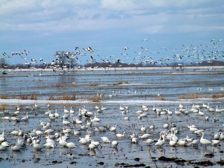 Regard sur l'Oie blanche by Vacancier dans Nicolet-Yamaska