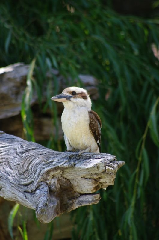 Ein "Laughing Kookaburra" (Jägerliest) by Dralli