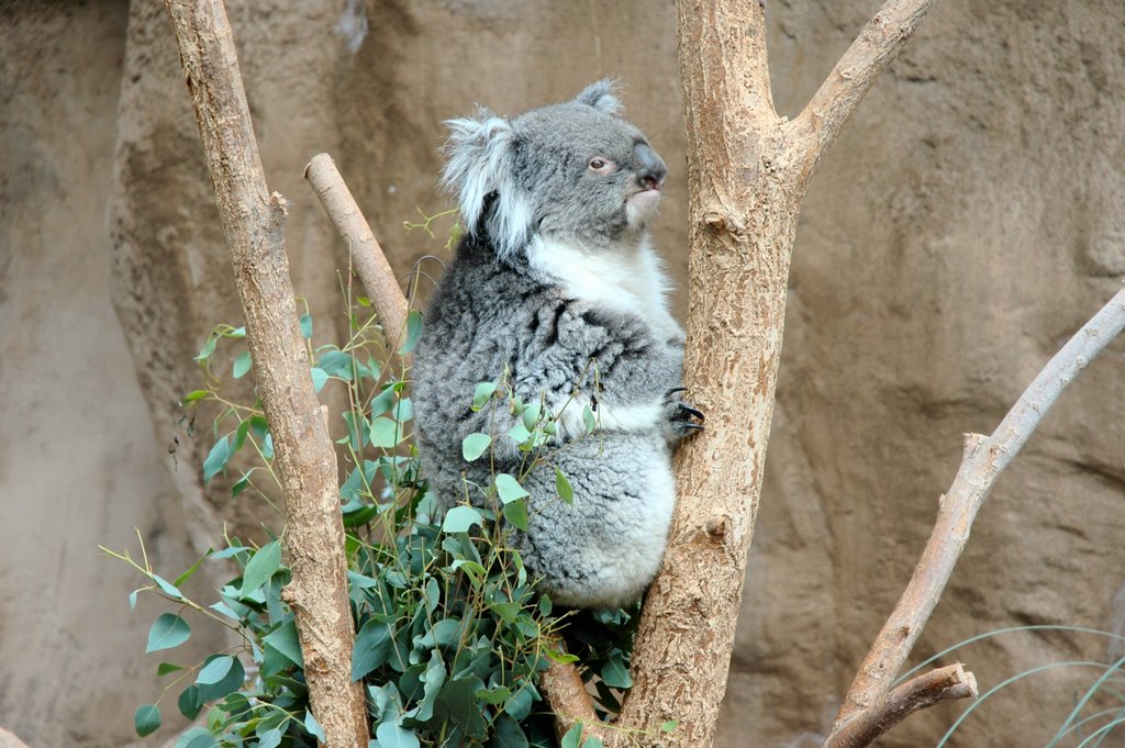 Albuquerque,koala by Javier Gorostiza