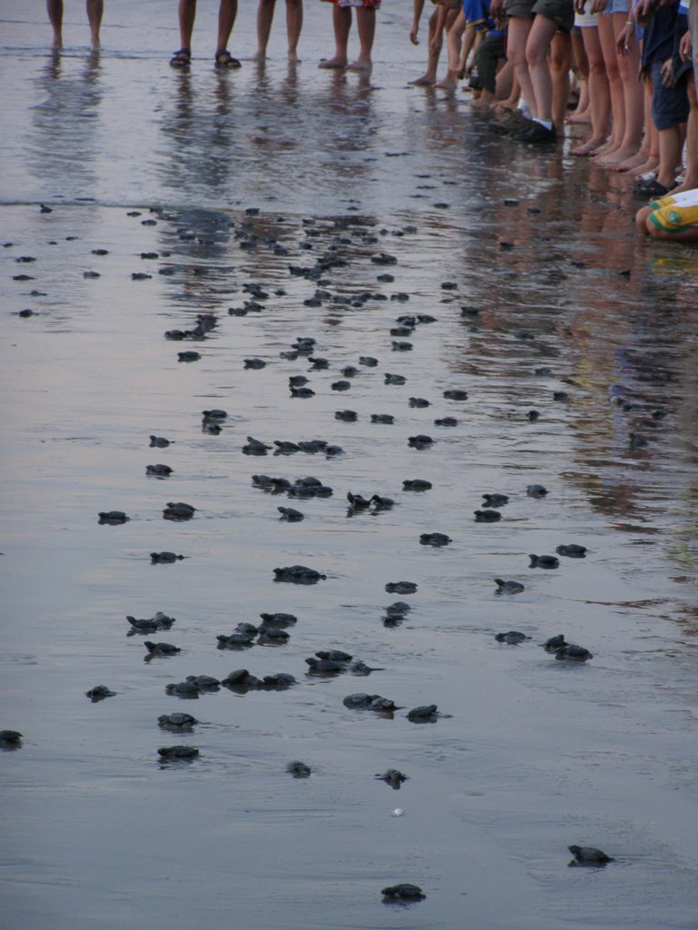 Releasing baby turtles at sunset by corie anne