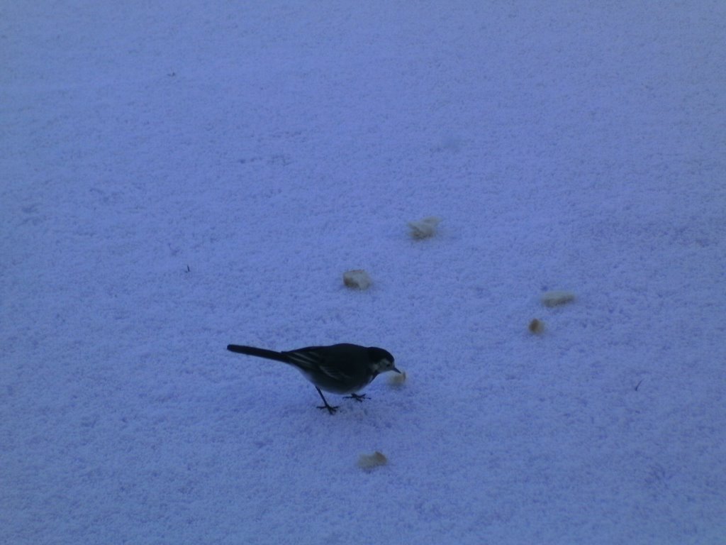 Hungry bird in Donegal by Jacinta McQuillan-McCarron