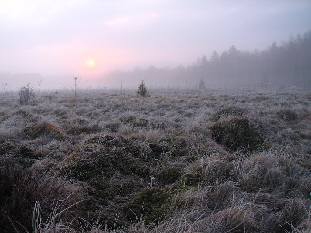 Morning in Sumava by VIKTOR HERMAN