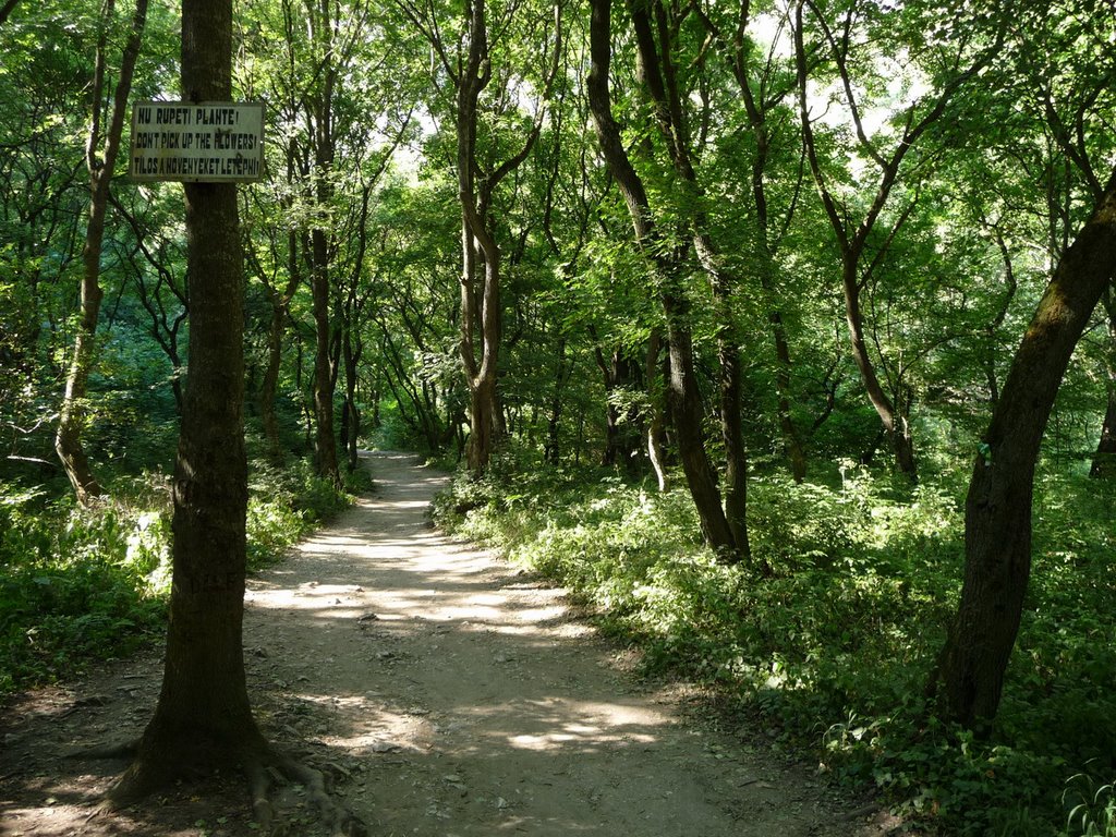 Schlucht in der Nähe von Turda, Am Südeingang, Blick Richtung Norden by cheffy