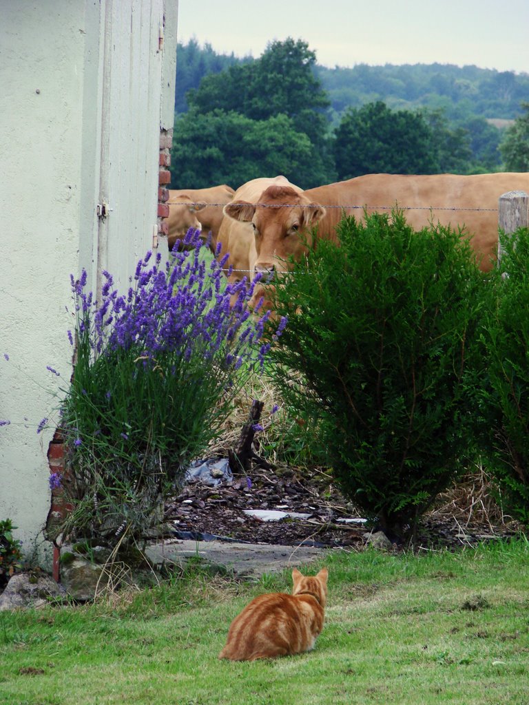 Watching the neighbours walking by.... by Annemelita