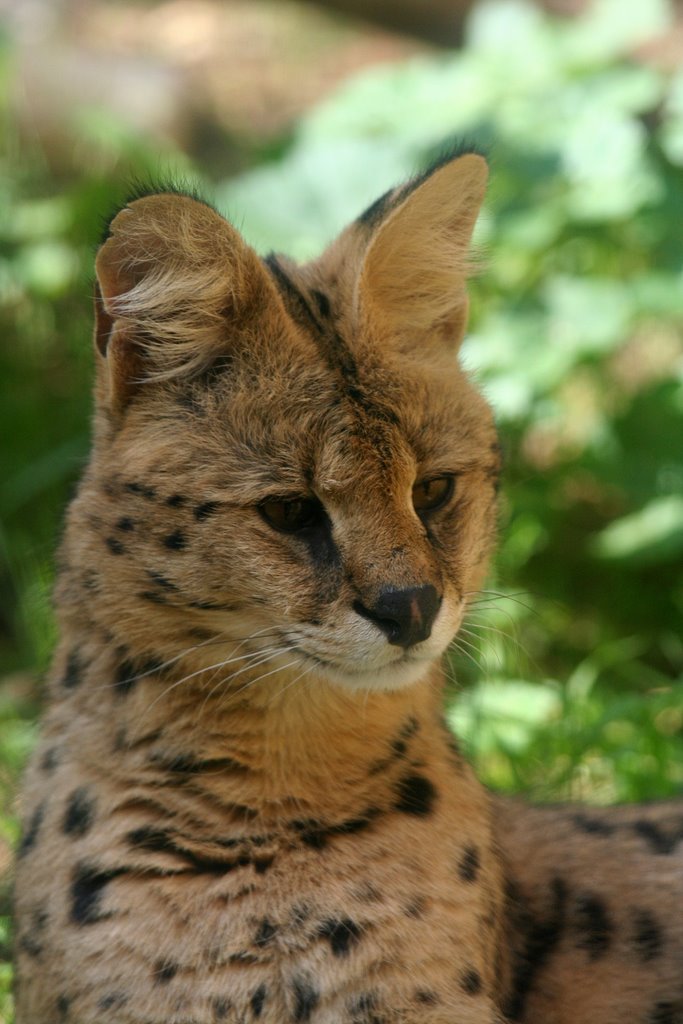 Jerusalem zoo - 4, Serval by Dror Ben David