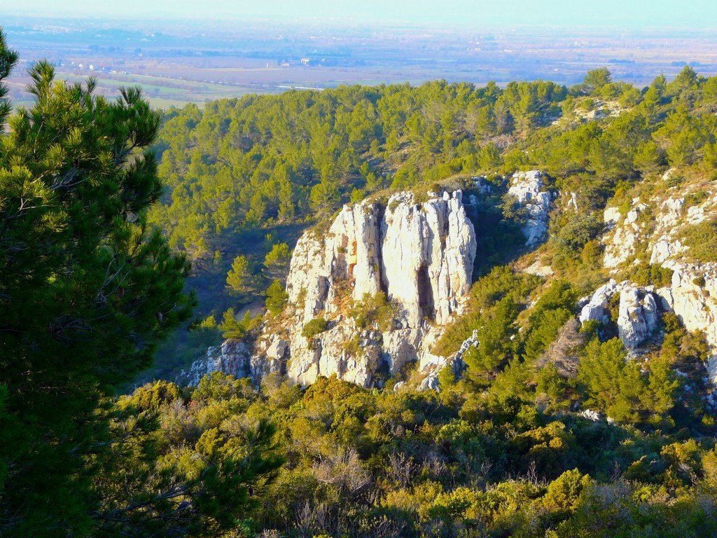 France, la garrigue sur de la Clape by Roger-11