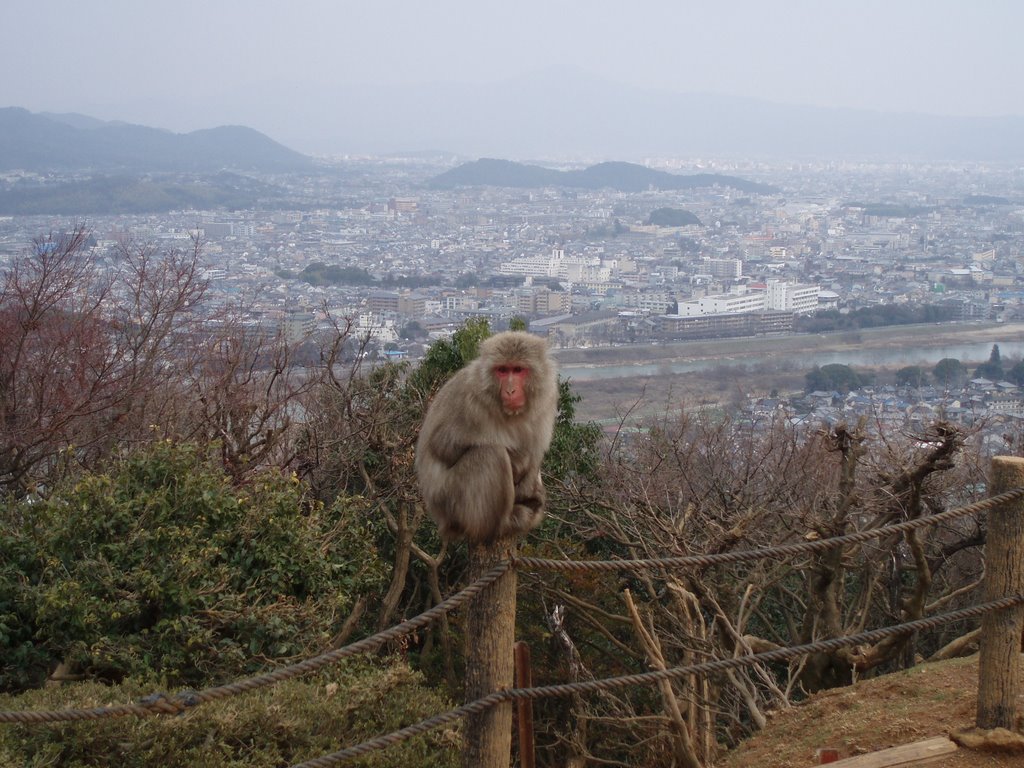 Monkey park at Arashiyama by Jarik Poplavski