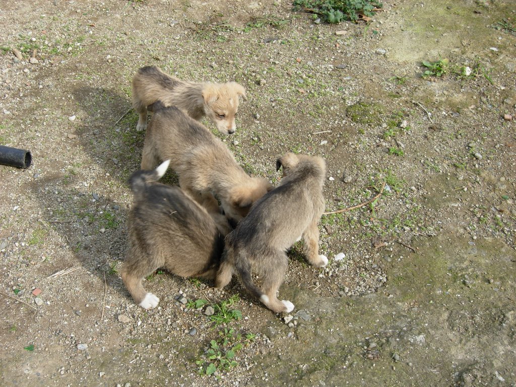 Puppies-2 by saykut