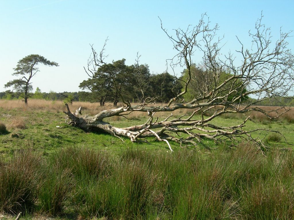 Delleboersterheide1 by Dina Steendam