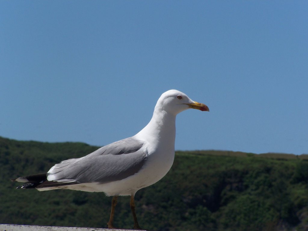 Fauna del camino a Santiago en Luarca. by jetxea