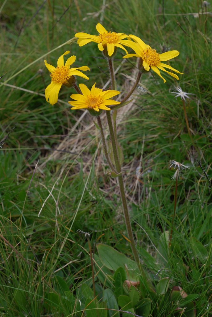 Arnica montana L. by pascal amblard