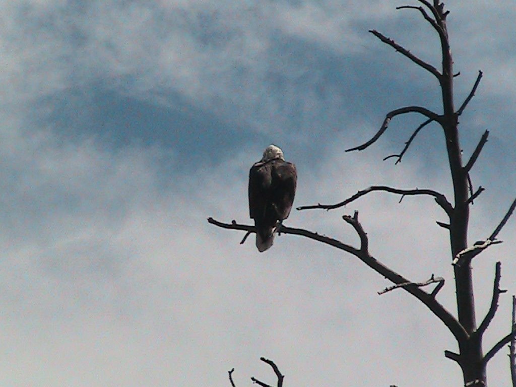 Bald eagle of Yellowstone Park by rogscgoe