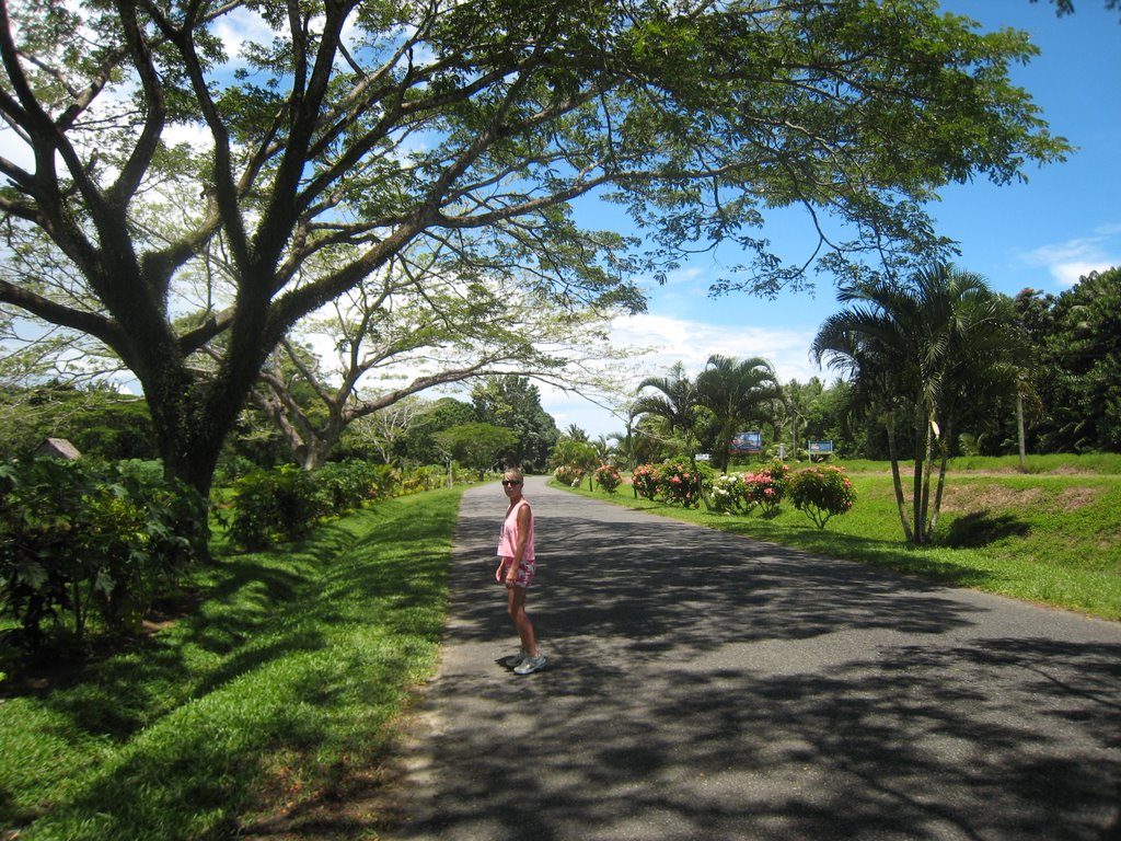 Hibiscus Drive, Pacific Harbour, Fiji by catlin.wolfard