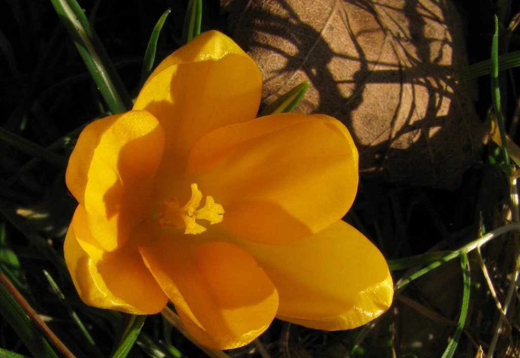 February: The Unbearable Joy of Yellow Crocus by Nawitka