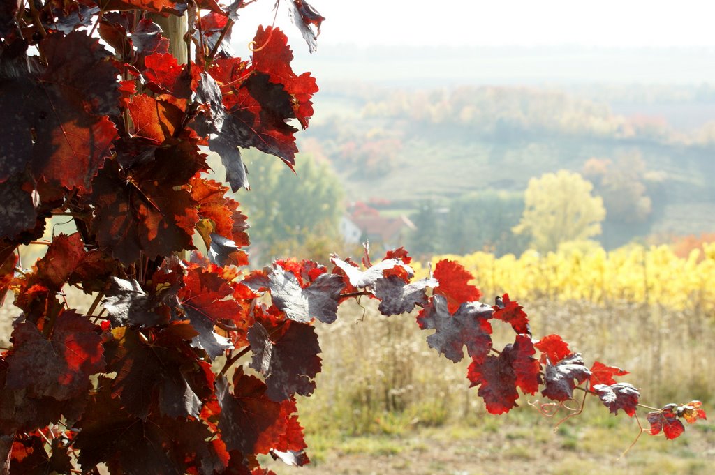 Das Laub der Merlot-Traube im Gegenlicht by wolfbam