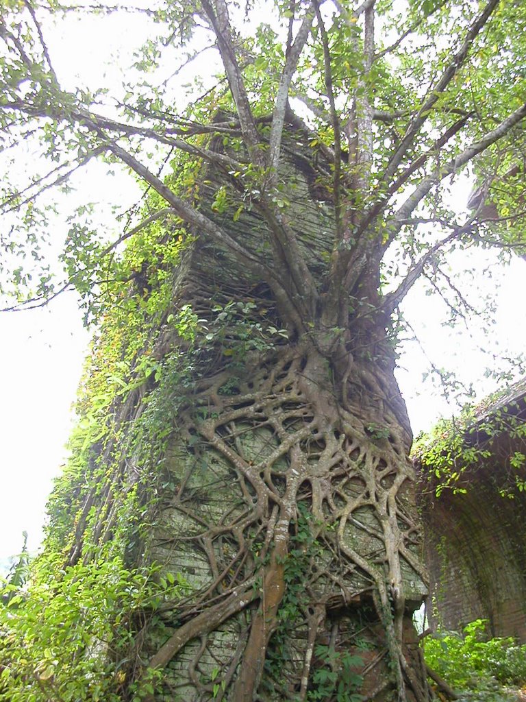 樹木生長在苗栗三義龍騰斷橋，Trees growing on the Broken Bridge, Miaoli ancient(1907) monuments by singhong