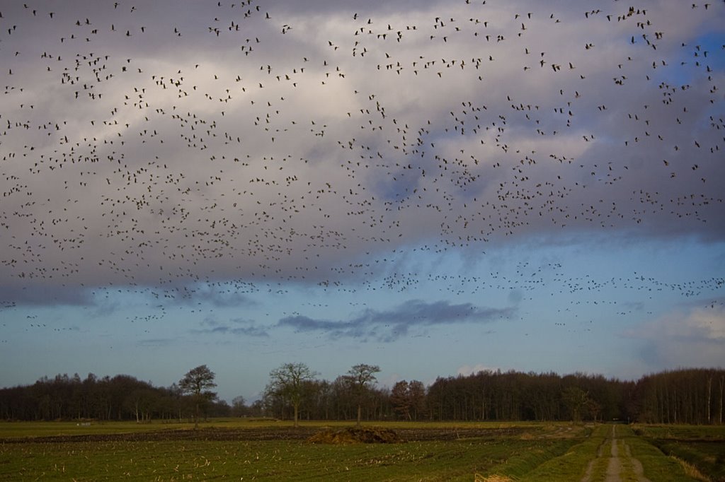 Count the Geese for Chris10 by Erik van den Ham